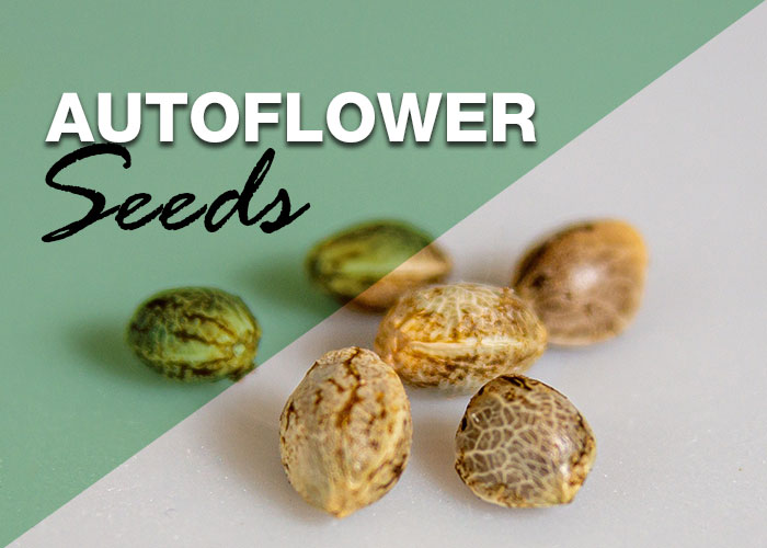 Autoflower Seed Packs