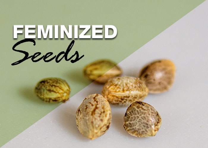 Feminized Seed Packs